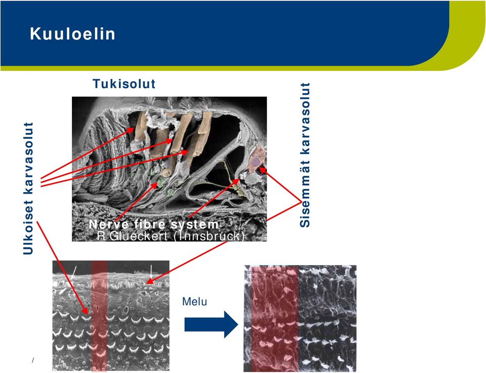 karvasolut Tukisolut Nerve