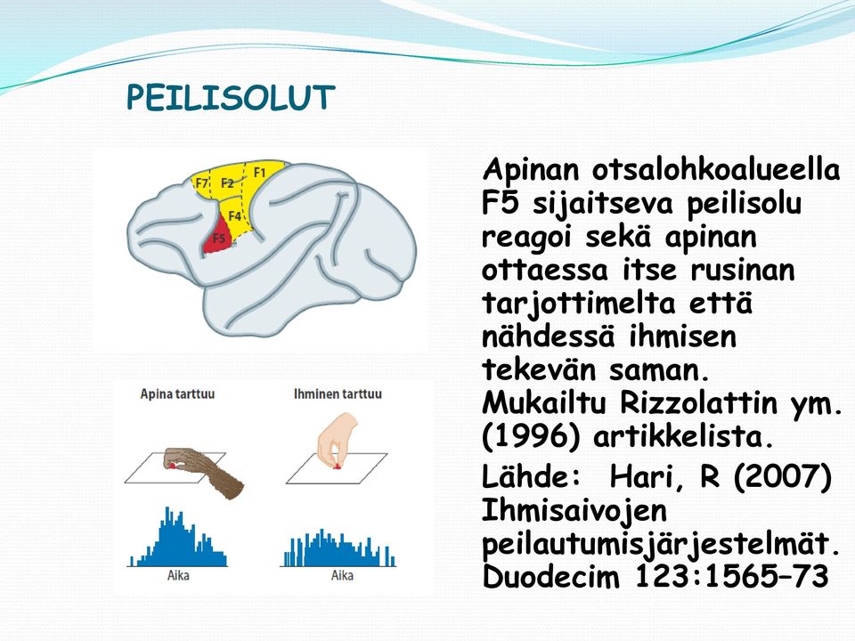 tekevän saman. Mukailtu Rizzolattin ym. (1996) artikkelista.