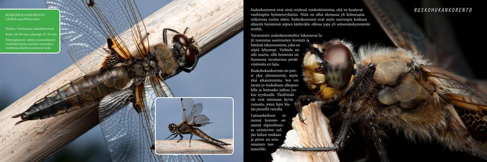 Sudenkorennot ovat myös suurimpia koskaan eläneitä hyönteisiä siipien kärkivälin ollessa jopa yli seitsemänkymmentä senttiä.