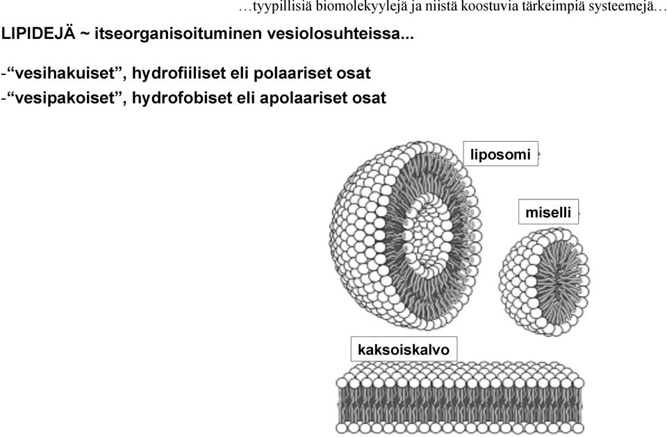 .. - vesihakuiset, hydrofiiliset eli polaariset osat -