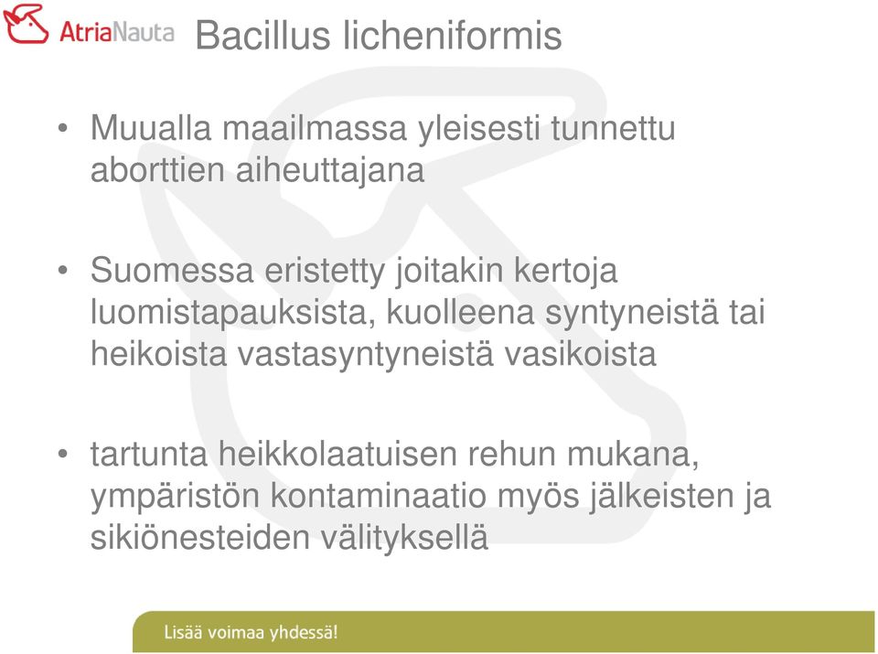 syntyneistä tai heikoista vastasyntyneistä vasikoista tartunta heikkolaatuisen