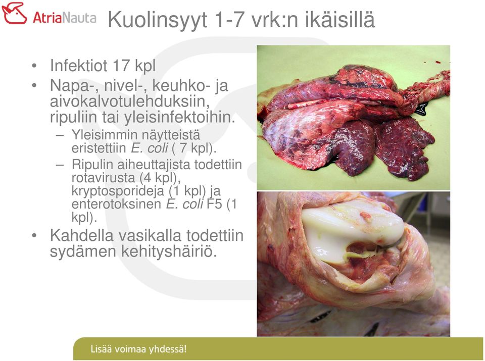 Yleisimmin näytteistä eristettiin E. coli ( 7 kpl).