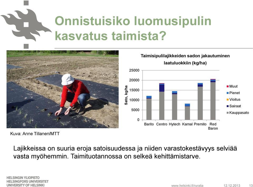 Pienet Vioitus Sairaat Kauppasato Kuva: Anne Tillanen/MTT 0 Barito Centro Hytech Kamal Premito Red