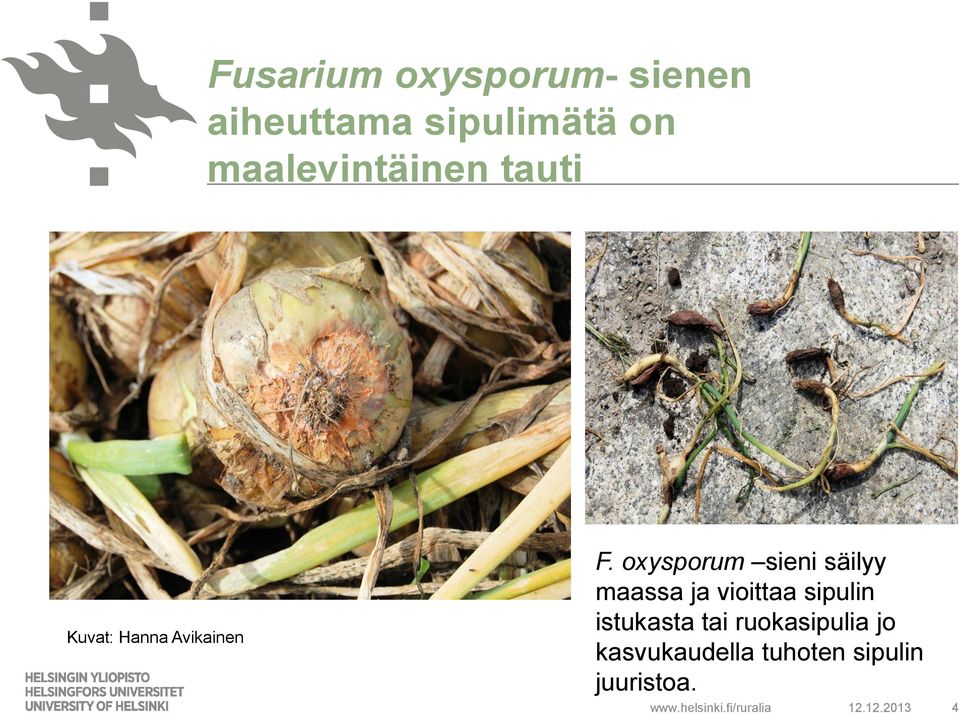 oxysporum sieni säilyy maassa ja vioittaa sipulin