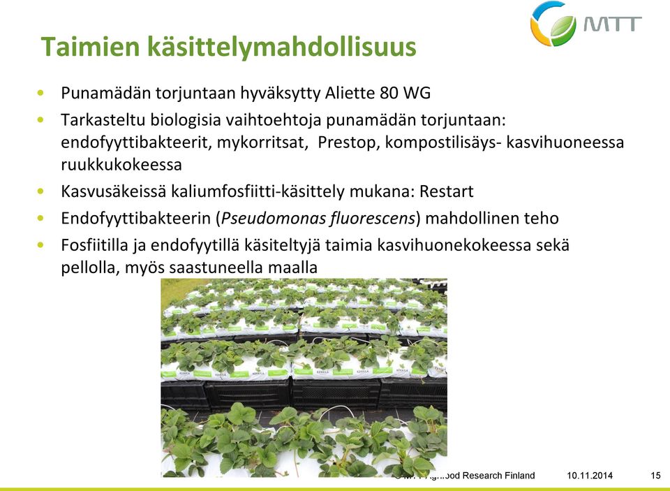 kaliumfosfiitti-käsittely mukana: Restart Endofyyttibakteerin (Pseudomonas fluorescens) mahdollinen teho Fosfiitilla ja