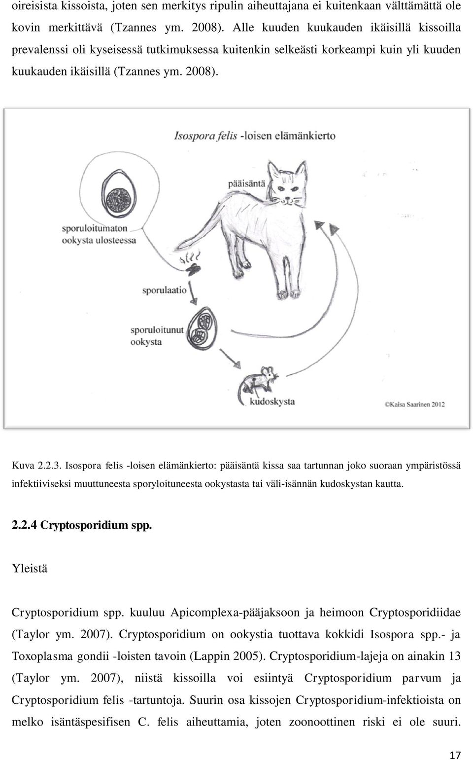 Isospora felis -loisen elämänkierto: pääisäntä kissa saa tartunnan joko suoraan ympäristössä infektiiviseksi muuttuneesta sporyloituneesta ookystasta tai väli-isännän kudoskystan kautta. 2.
