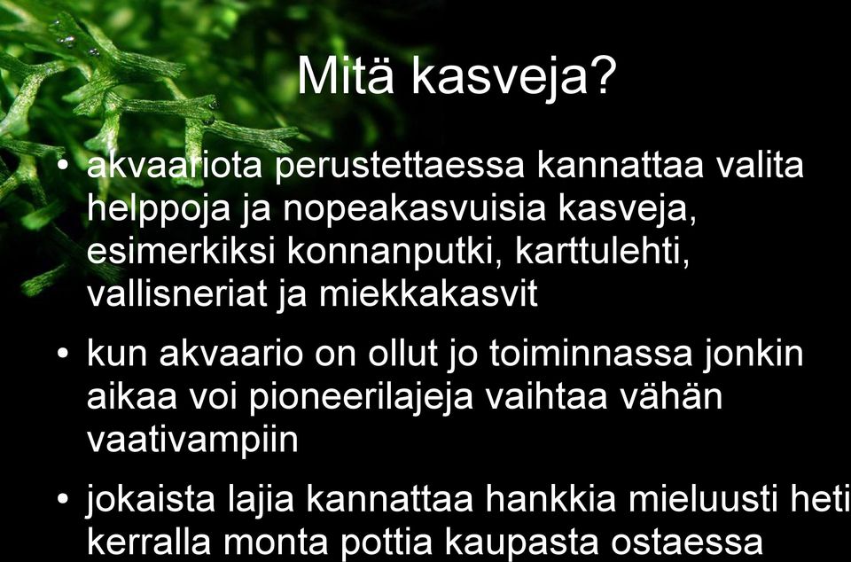 esimerkiksi konnanputki, karttulehti, vallisneriat ja miekkakasvit kun akvaario on