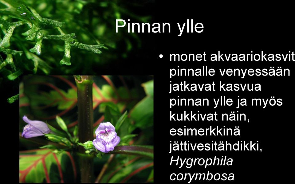 pinnan ylle ja myös kukkivat näin,