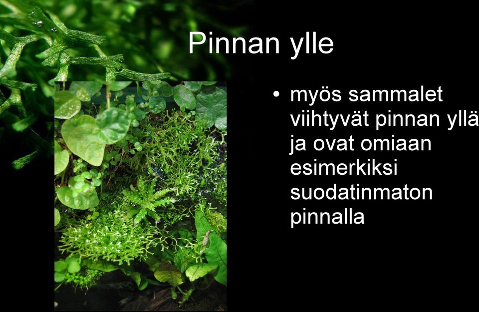 pinnan yllä ja ovat