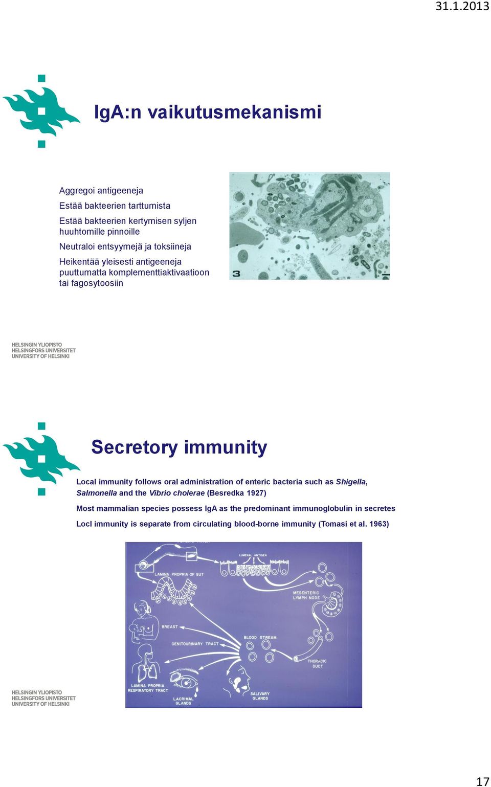immunity follows oral administration of enteric bacteria such as Shigella, Salmonella and the Vibrio cholerae (Besredka 1927) Most mammalian