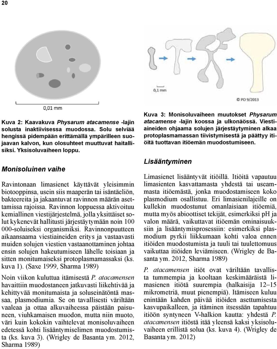 Monisoluinen vaihe Ravintonaan limasienet käyttävät yleisimmin biotooppinsa, usein siis maaperän tai isäntäeliön, bakteereita ja jakaantuvat ravinnon määrän asettamissa rajoissa.