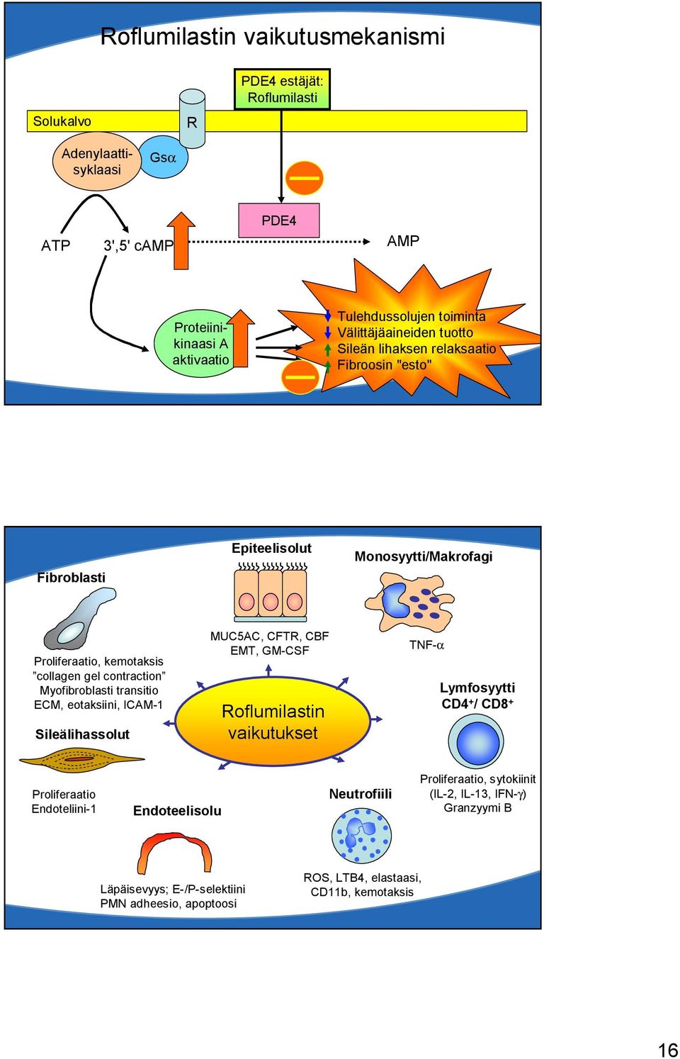 Myofibroblasti transitio ECM, eotaksiini, ICAM 1 Sileälihassolut MUC5AC, CFTR, CBF EMT, GM CSF Roflumilastin vaikutukset TNF α Lymfosyytti CD4 + / CD8 + Proliferaatio