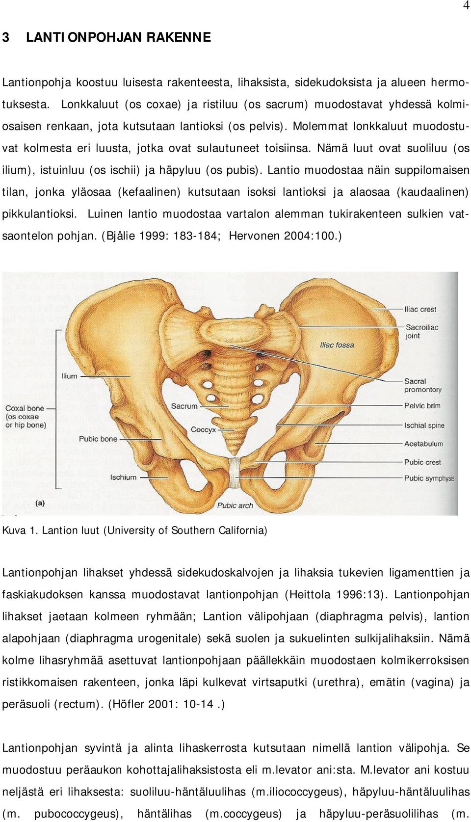 Molemmat lonkkaluut muodostuvat kolmesta eri luusta, jotka ovat sulautuneet toisiinsa. Nämä luut ovat suoliluu (os ilium), istuinluu (os ischii) ja häpyluu (os pubis).