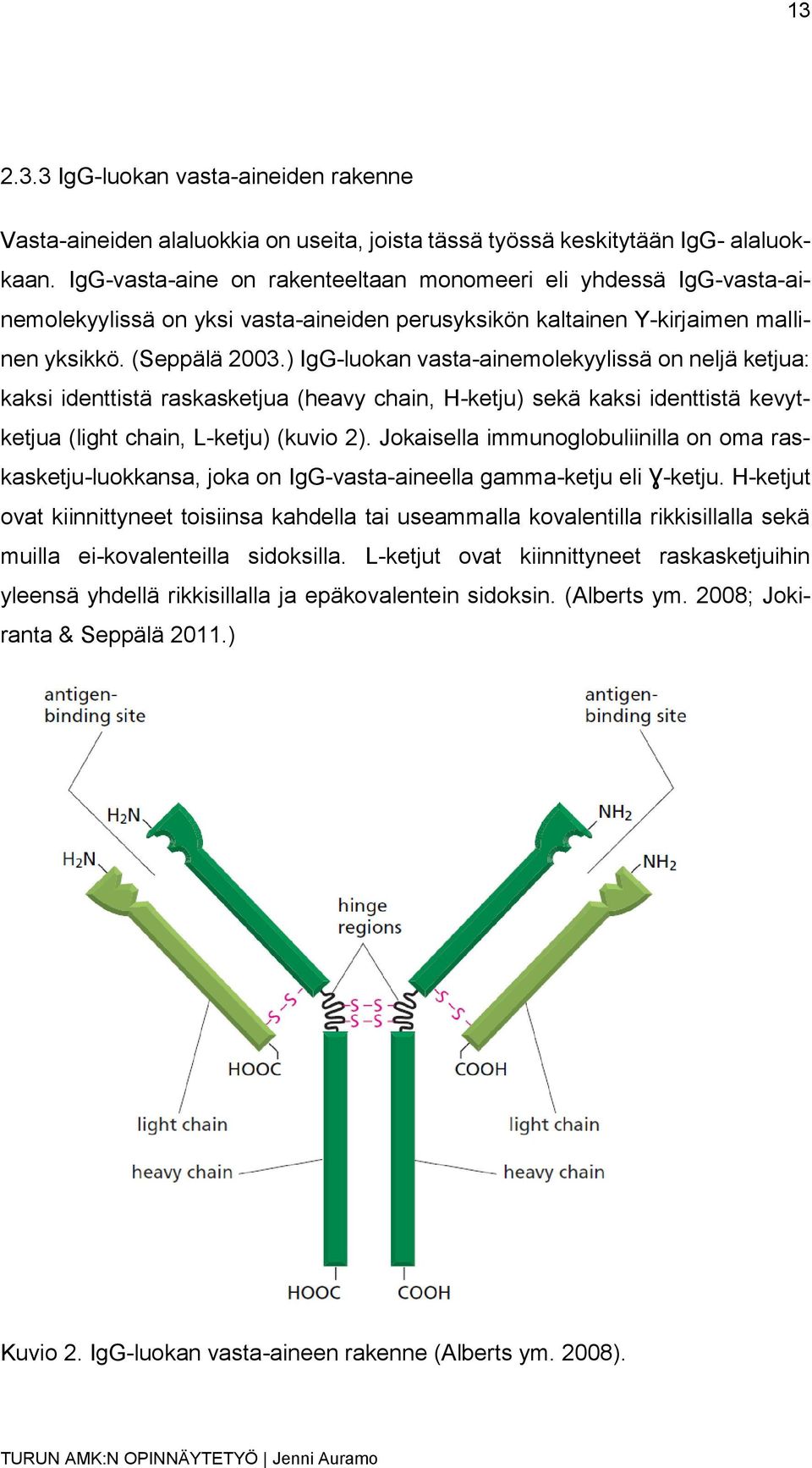) IgG-luokan vasta-ainemolekyylissä on neljä ketjua: kaksi identtistä raskasketjua (heavy chain, H-ketju) sekä kaksi identtistä kevytketjua (light chain, L-ketju) (kuvio 2).