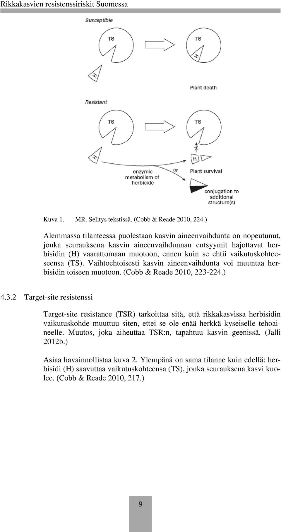 vaikutuskohteeseensa (TS). Vaihtoehtoisesti kasvin aineenvaihdunta voi muuntaa herbisidin toiseen muotoon. (Cobb & Reade 2010, 223-