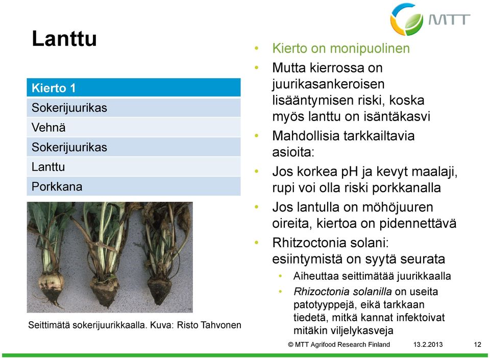 tarkkailtavia asioita: Jos korkea ph ja kevyt maalaji, rupi voi olla riski porkkanalla Jos lantulla on möhöjuuren oireita, kiertoa on pidennettävä