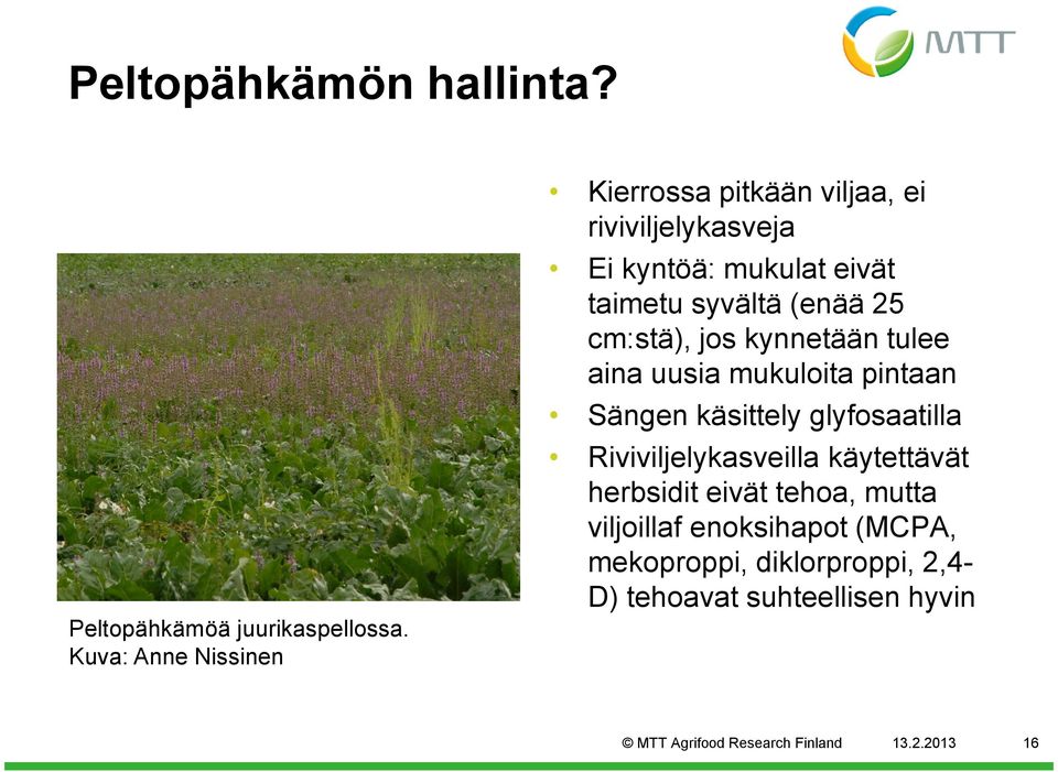 25 cm:stä), jos kynnetään tulee aina uusia mukuloita pintaan Sängen käsittely glyfosaatilla Riviviljelykasveilla