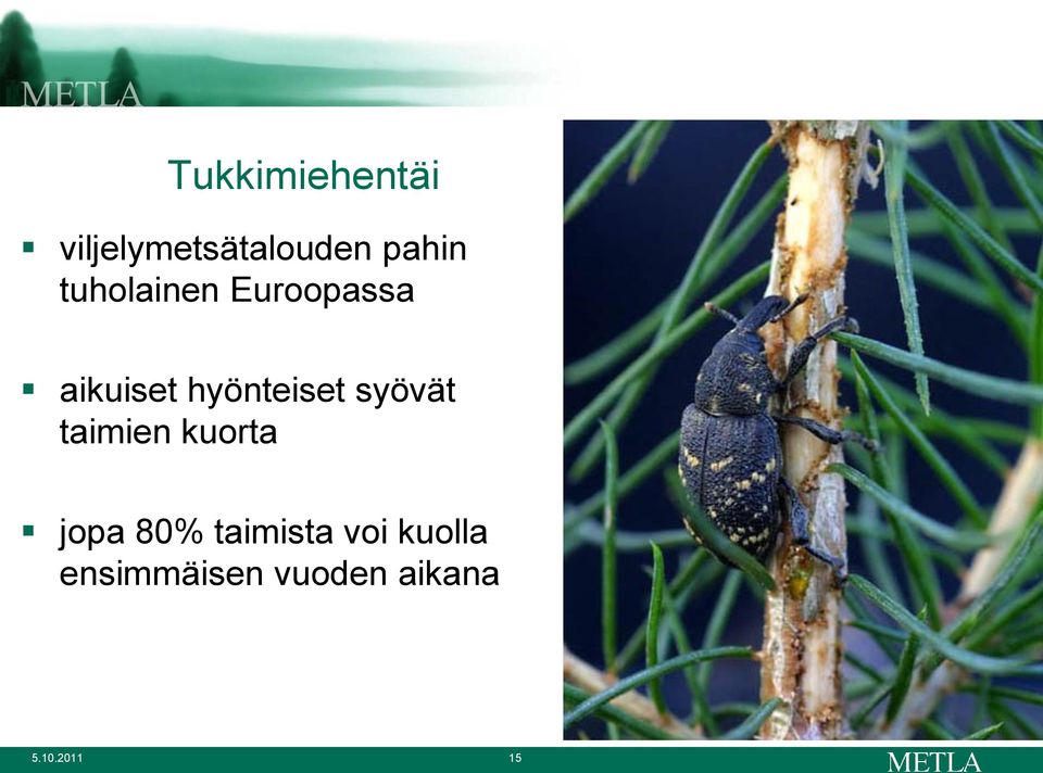 syövät taimien kuorta jopa 80% taimista voi