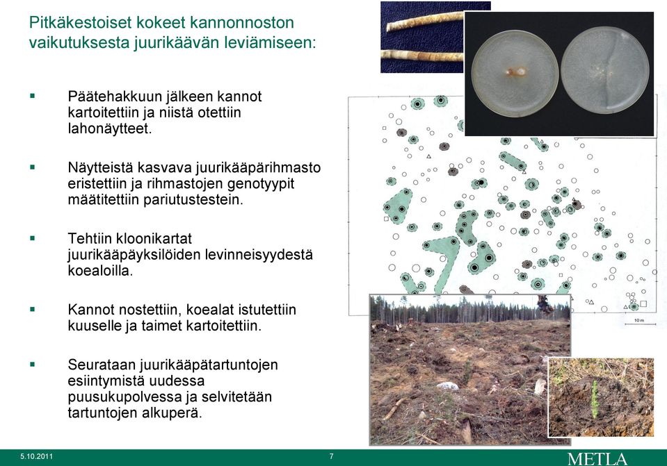 Tehtiin kloonikartat juurikääpäyksilöiden levinneisyydestä koealoilla.