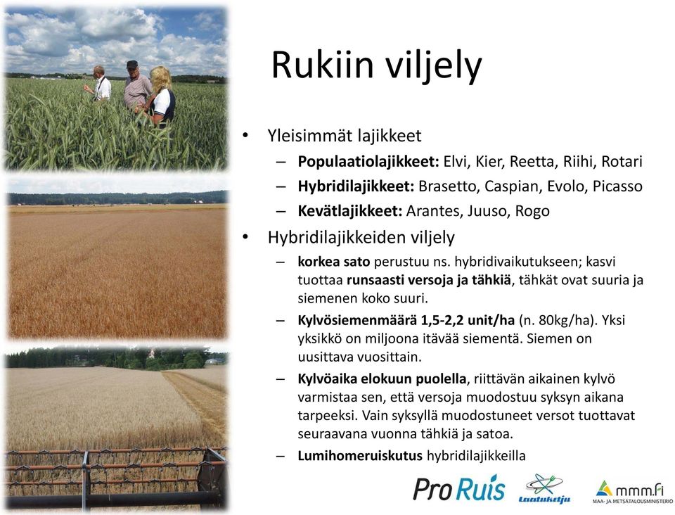 Kylvösiemenmäärä 1,5-2,2 unit/ha (n. 80kg/ha). Yksi yksikkö on miljoona itävää siementä. Siemen on uusittava vuosittain.