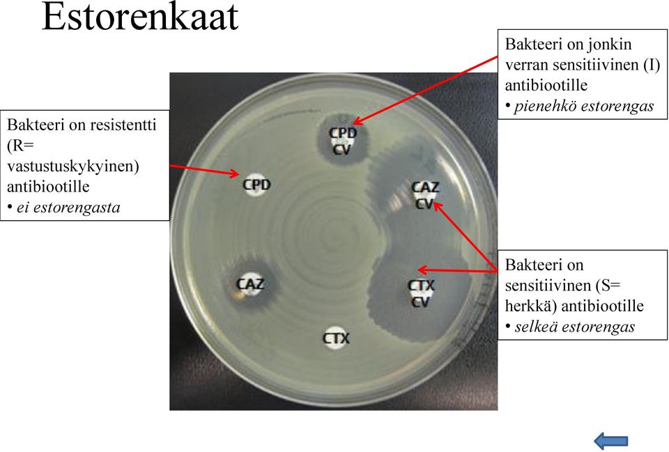 sensitiivinen (I) antibiootille pienehkö estorengas