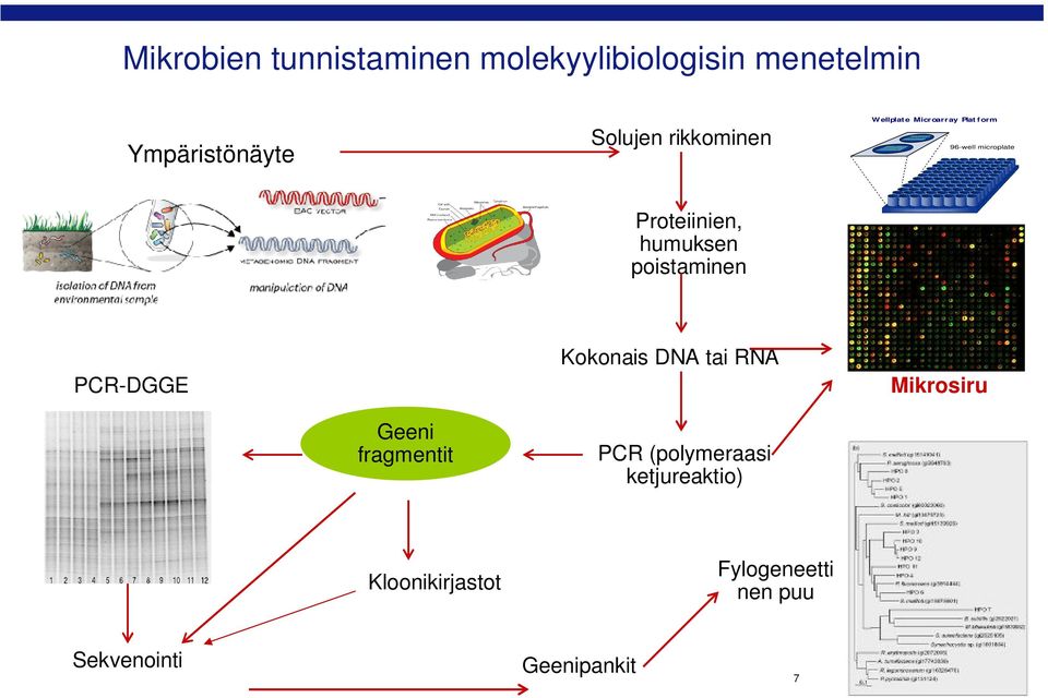 humuksen poistaminen PCR-DGGE Kokonais DNA tai RNA Mikrosiru Geeni fragmentit