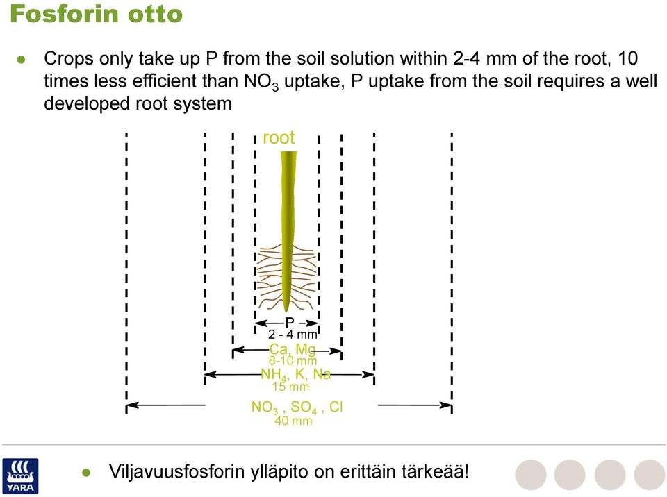 requires a well developed root system root P 2-4 mm Ca, Mg 8-10 mm NH 4, K,