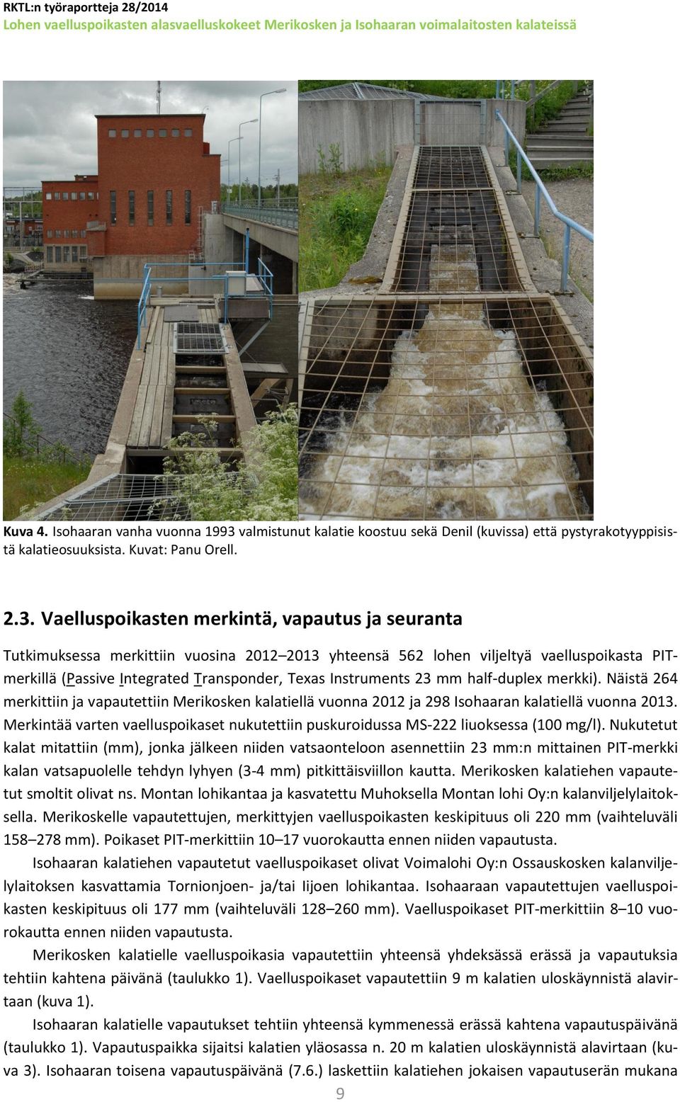 Vaelluspoikasten merkintä, vapautus ja seuranta Tutkimuksessa merkittiin vuosina 2012 2013 yhteensä 562 lohen viljeltyä vaelluspoikasta PITmerkillä (Passive Integrated Transponder, Texas Instruments