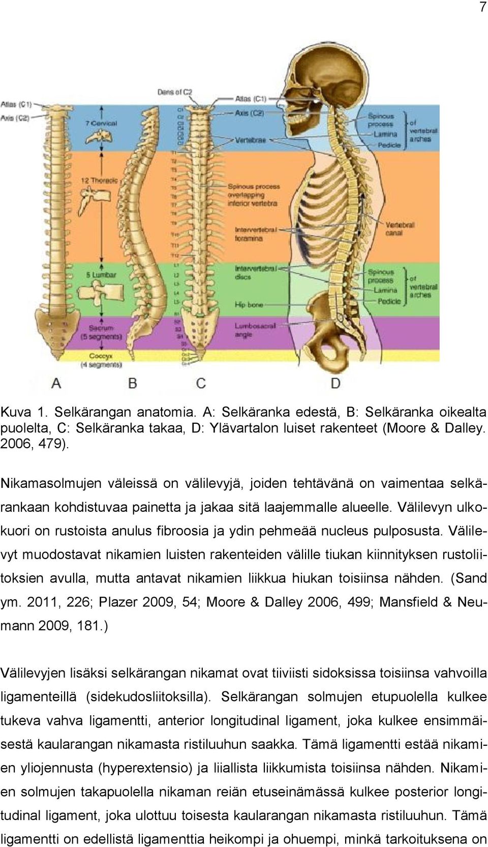 Välilevyn ulkokuori on rustoista anulus fibroosia ja ydin pehmeää nucleus pulposusta.