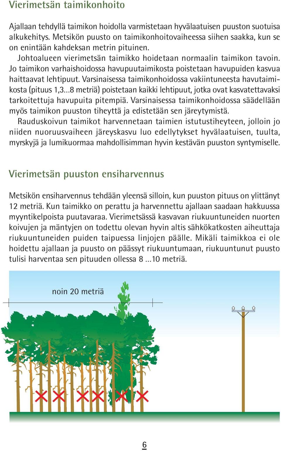 Jo taimikon varhaishoidossa havupuutaimikosta poistetaan havupuiden kasvua haittaavat lehtipuut.