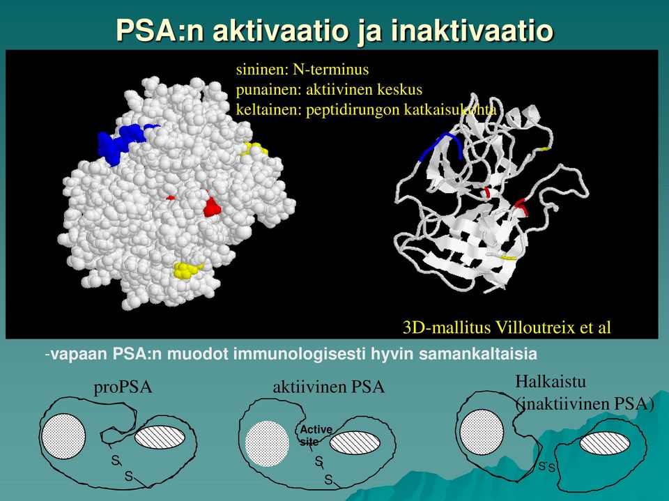 3D-mallitus Villoutreix et al -vapaan PA:n muodot immunologisesti