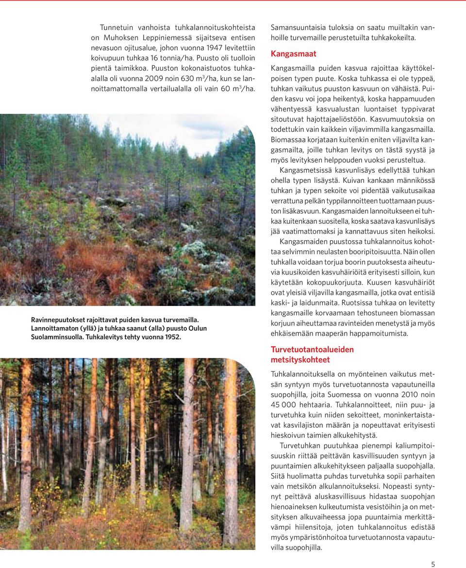 Ravinnepuutokset rajoittavat puiden kasvua turvemailla. Lannoittamaton (yllä) ja tuhkaa saanut (alla) puusto Oulun Suolamminsuolla. Tuhkalevitys tehty vuonna 1952.