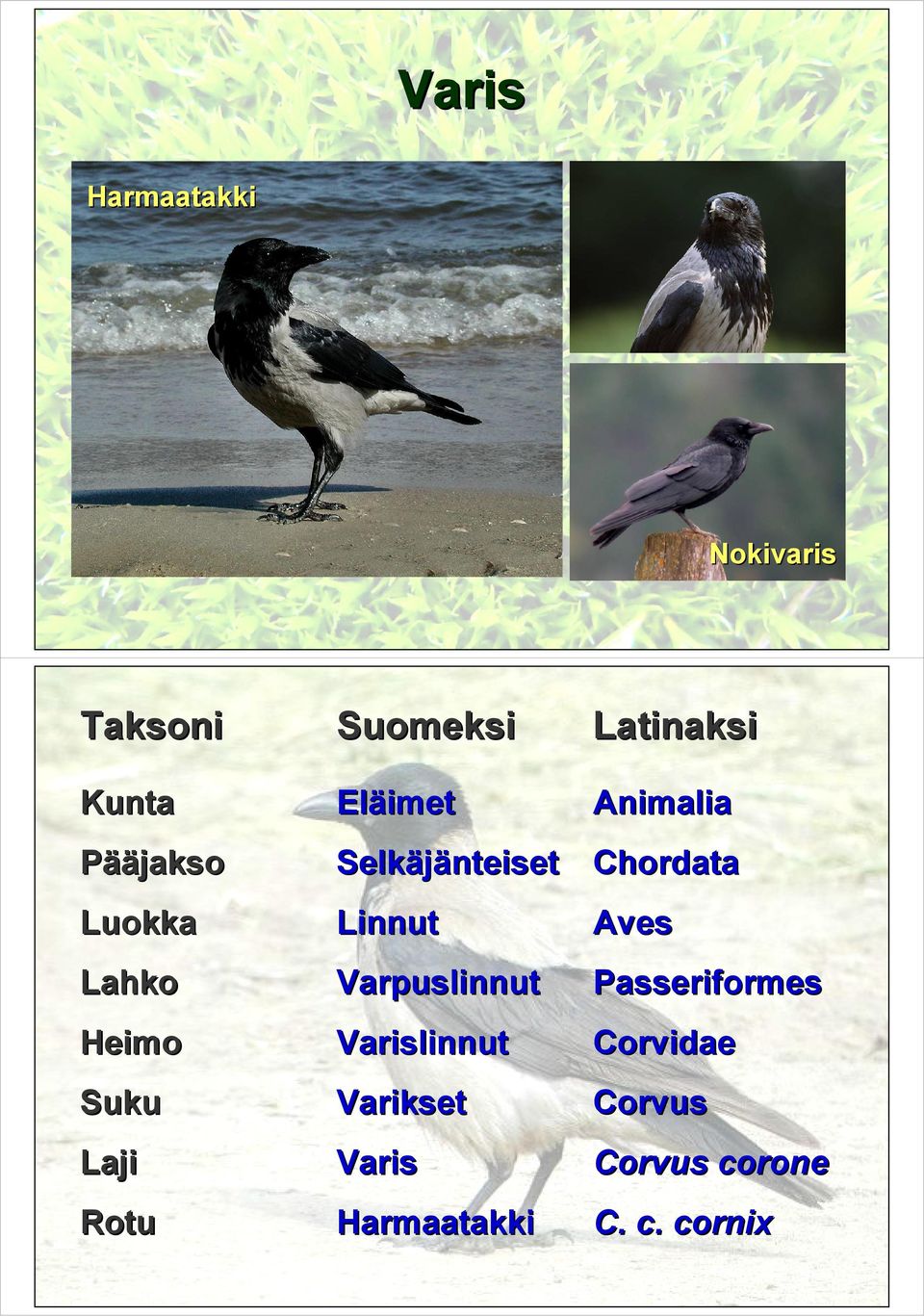 Lahko Varpuslinnut Varpuslinnut Passeriformes Passeriformes Heimo Heimo Varislinnut Varislinnut Corvidae Corvidae Suku Suku Varikset