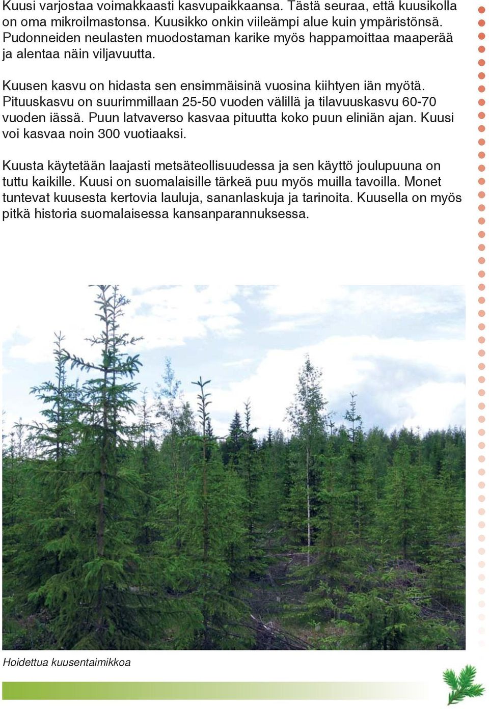 Pituuskasvu on suurimmillaan 25-50 vuoden välillä ja tilavuuskasvu 60-70 vuoden iässä. Puun latvaverso kasvaa pituutta koko puun eliniän ajan. Kuusi voi kasvaa noin 300 vuotiaaksi.