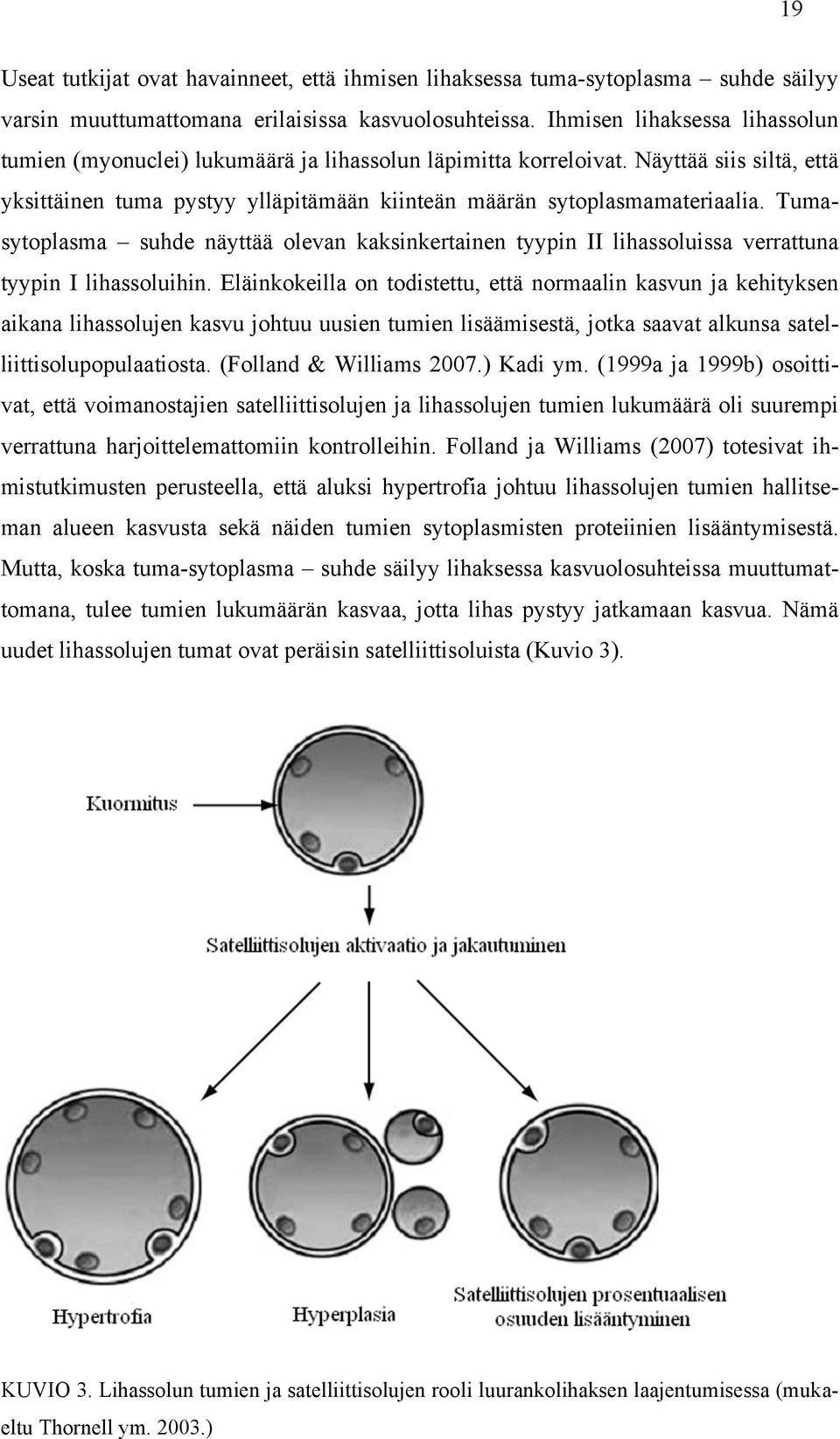 Tumasytoplasma suhde näyttää olevan kaksinkertainen tyypin II lihassoluissa verrattuna tyypin I lihassoluihin.