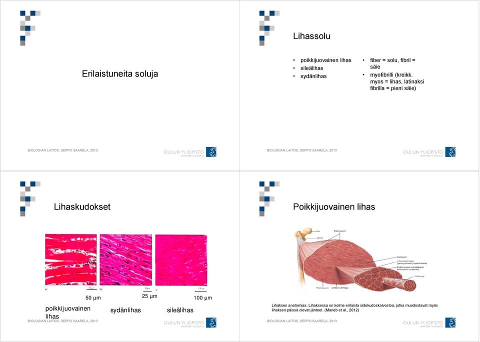 myos = lihas, latinaksi fibrilla = pieni säie) Lihaskudokset Poikkijuovainen lihas poikkijuovainen lihas