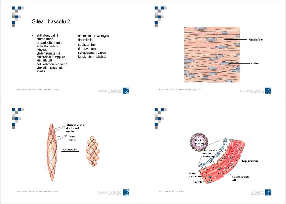 desmiiniin supistuminen riippuvainen sytoplasman vapaan kalsiumin määrästä Muscle fiber Nucleus Filament bundles of