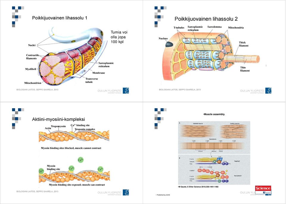 Transverse tubule Aktiini-myosiini-kompleksi Actin Tropomyosin Ca 2+ binding site Troponin complex Muscle assembly.