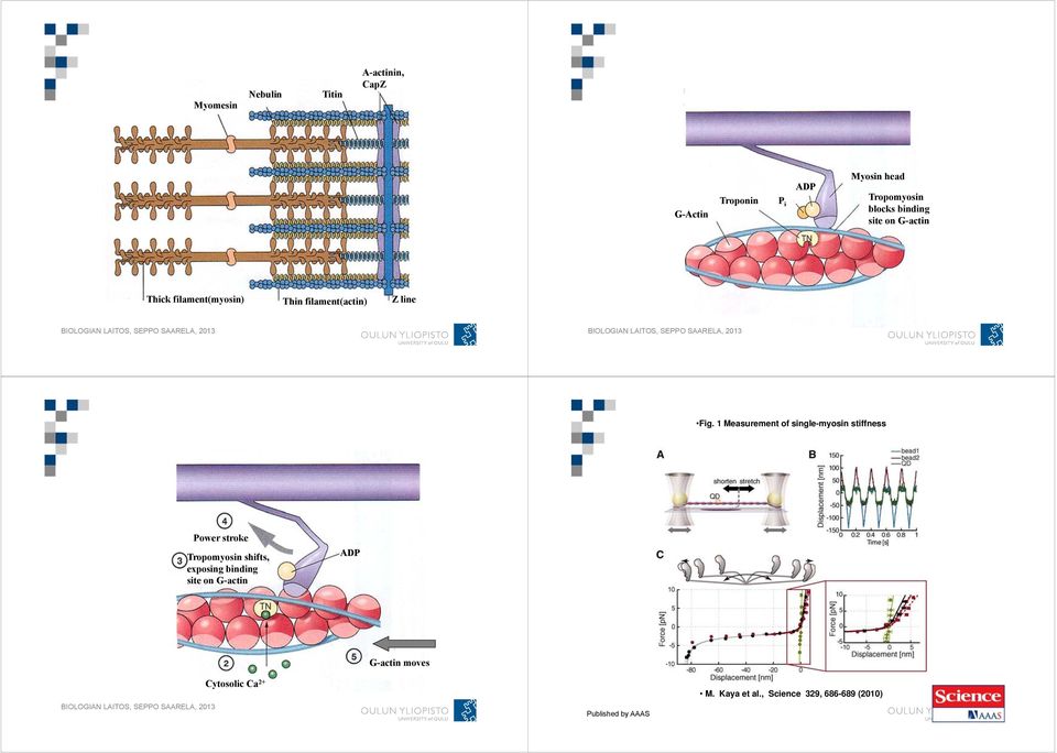 1 Measurement of single-myosin stiffness Power stroke Tropomyosin shifts, exposing binding