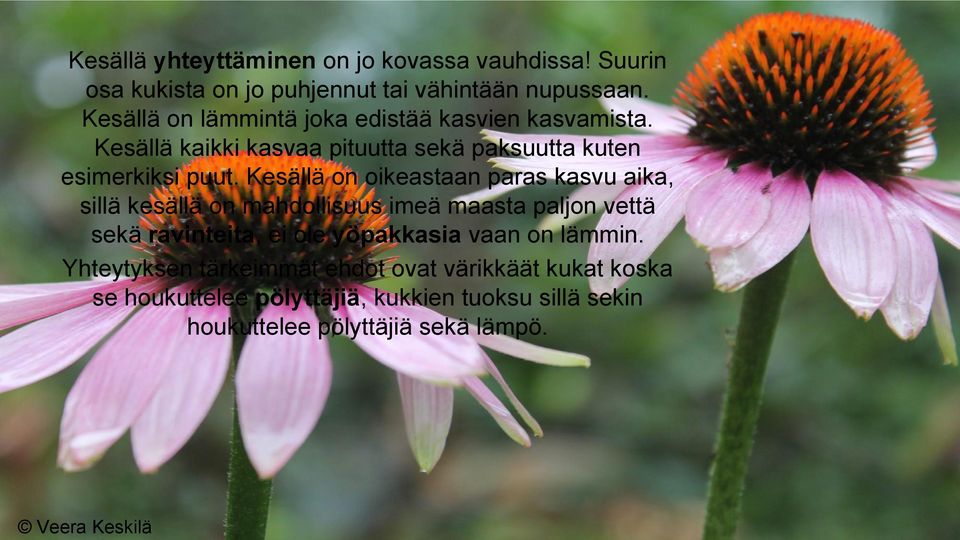 Kesällä on oikeastaan paras kasvu aika, sillä kesällä on mahdollisuus imeä maasta paljon vettä sekä ravinteita, ei ole yöpakkasia