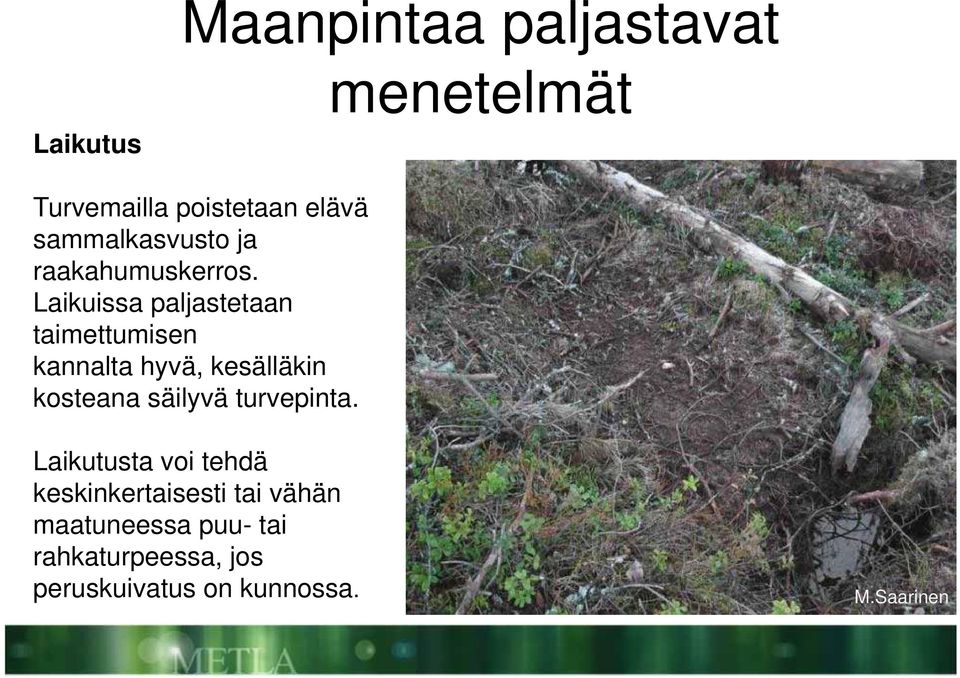Laikuissa paljastetaan taimettumisen kannalta hyvä, kesälläkin kosteana säilyvä