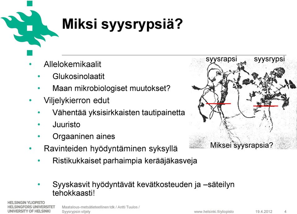 Ravinteiden hyödyntäminen syksyllä Ristikukkaiset parhaimpia kerääjäkasveja syysrapsi