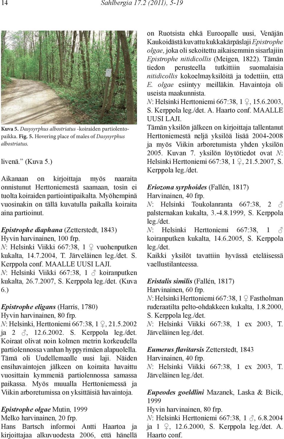 Epistrophe diaphana (Zetterstedt, 1843) Hyvin harvinainen, 100 frp. N: Helsinki Viikki 667:38, 1 vuohenputken kukalta, 14.7.2004, T. S. Kerppola conf. MAALLE UUSI LAJI.