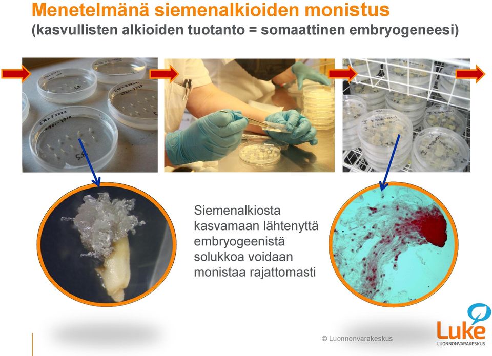 embryogeneesi) Siemenalkiosta kasvamaan