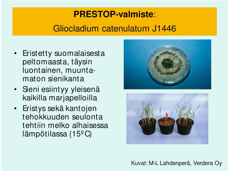 yleisenä kaikilla marjapelloilla Eristys sekä kantojen tehokkuuden