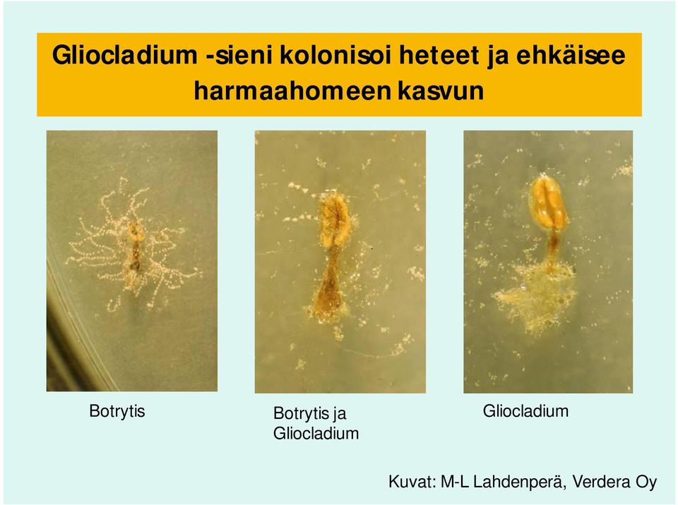Botrytis Botrytis ja Gliocladium