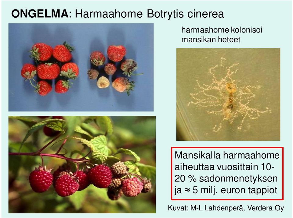 aiheuttaa vuosittain 10-20 % sadonmenetyksen ja 5