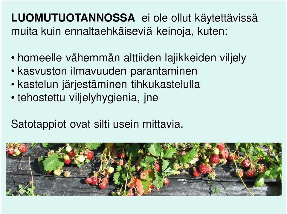 lajikkeiden viljely kasvuston ilmavuuden parantaminen kastelun