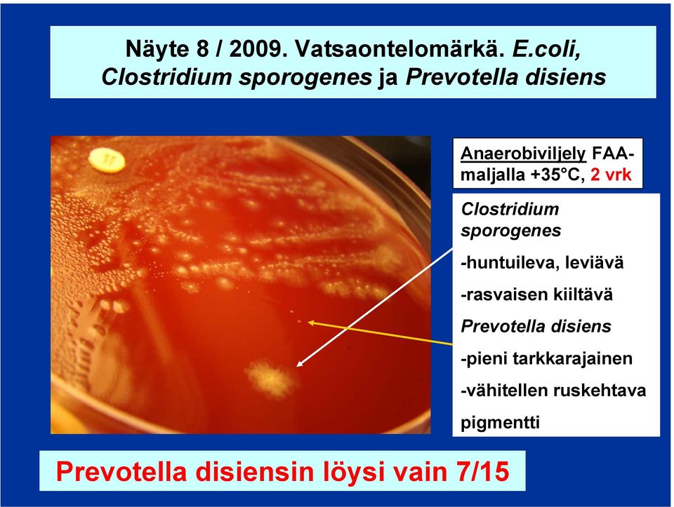 FAAmaljalla +35 C, 2 vrk Clostridium sporogenes -huntuileva, leviävä