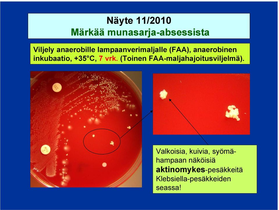 (Toinen FAA-maljahajoitusviljelmä).